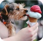 dog eats ice cream